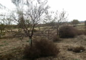Terreno no urbanizable en venta en la Tomelloso, ref: TR7660 foto
