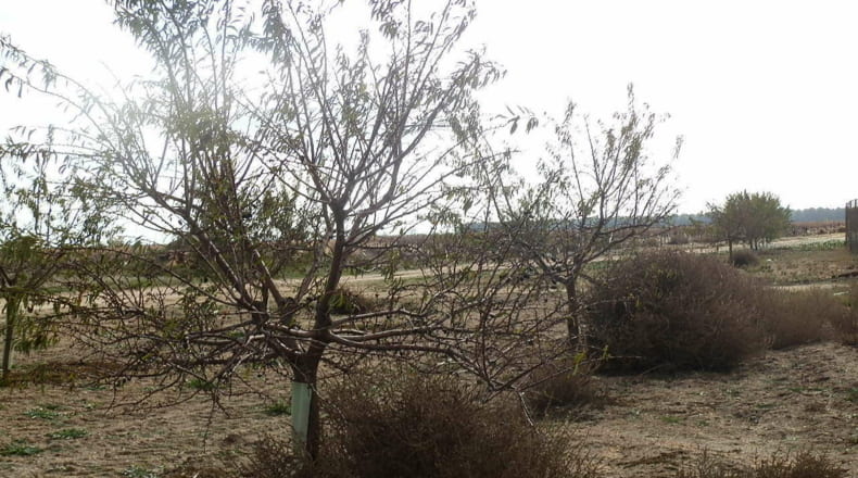Ciudad Real - Tomelloso - 160000m2
