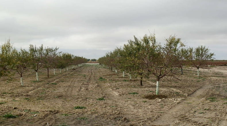 Ciudad Real - Tomelloso - 160000m2