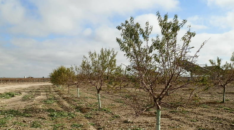 Ciudad Real - Tomelloso - 160000m2