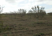 Terreno no urbanizable en venta en la Tomelloso, ref: TR7660 foto
