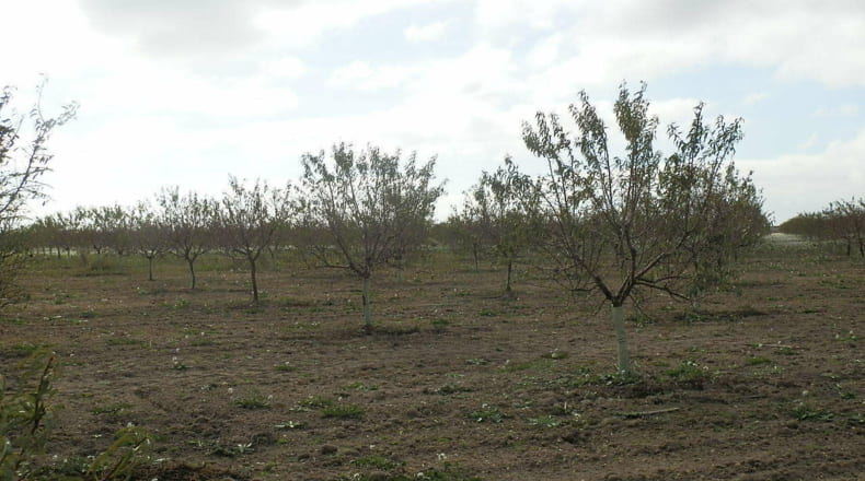 Ciudad Real - Tomelloso - 160000m2
