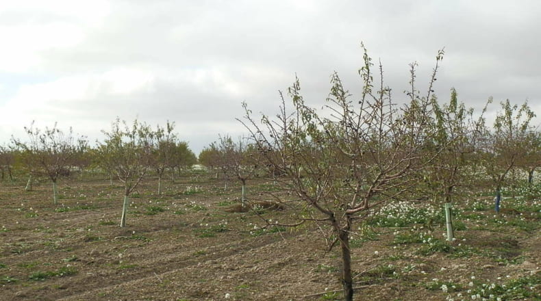 Ciudad Real - Tomelloso - 160000m2