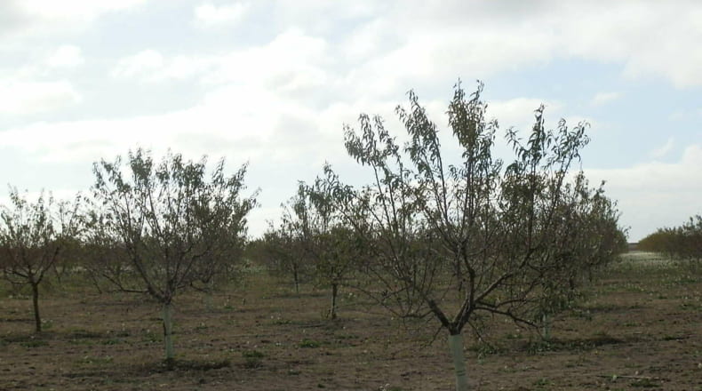 Ciudad Real - Tomelloso - 160000m2