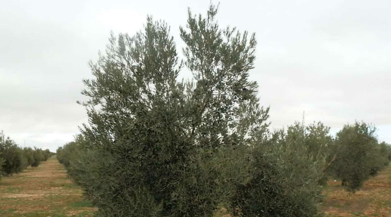 Ciudad Real - Campo de Criptana - 400000m2