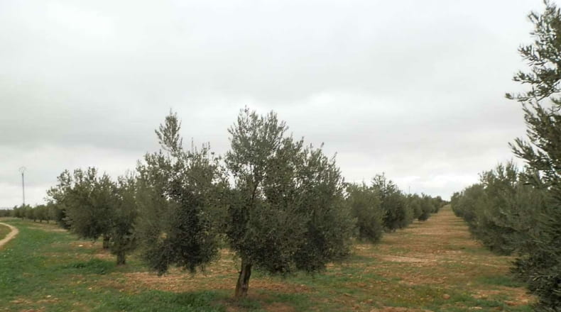 Ciudad Real - Campo de Criptana - 400000m2