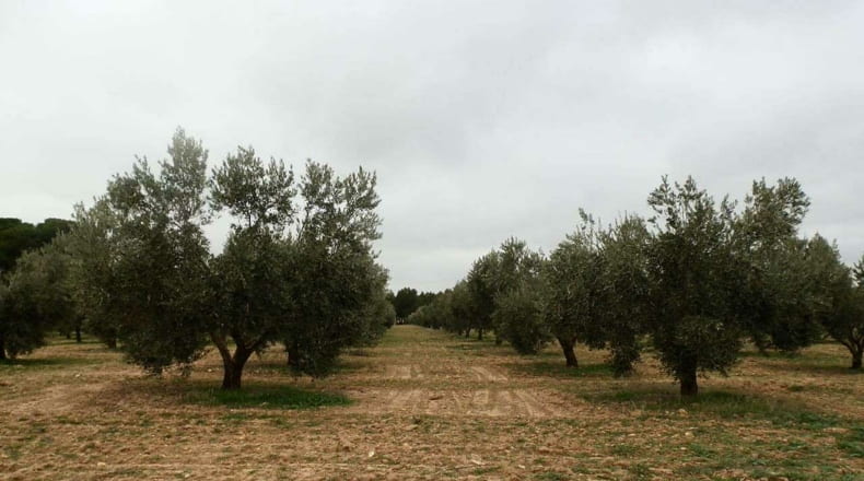 Ciudad Real - Campo de Criptana - 400000m2