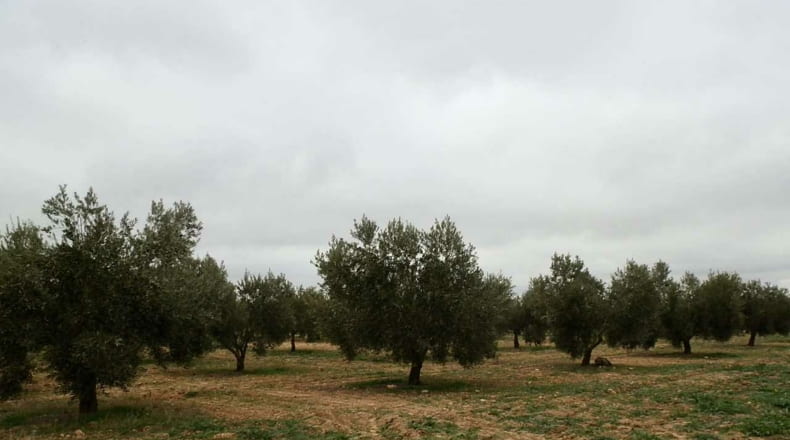 Ciudad Real - Campo de Criptana - 400000m2