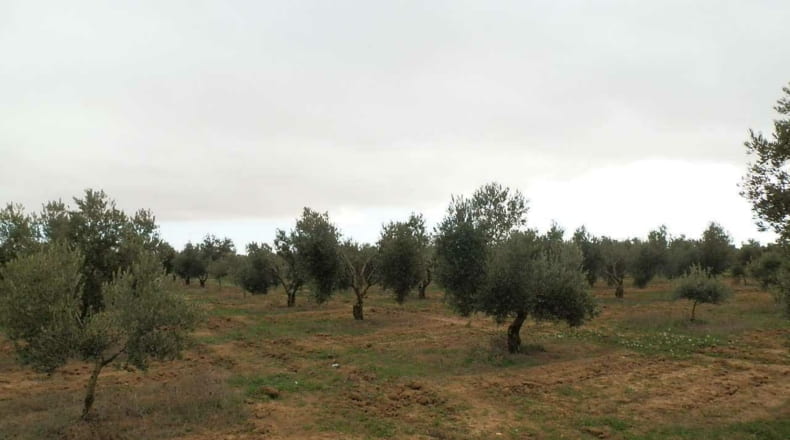Ciudad Real - Campo de Criptana - 400000m2