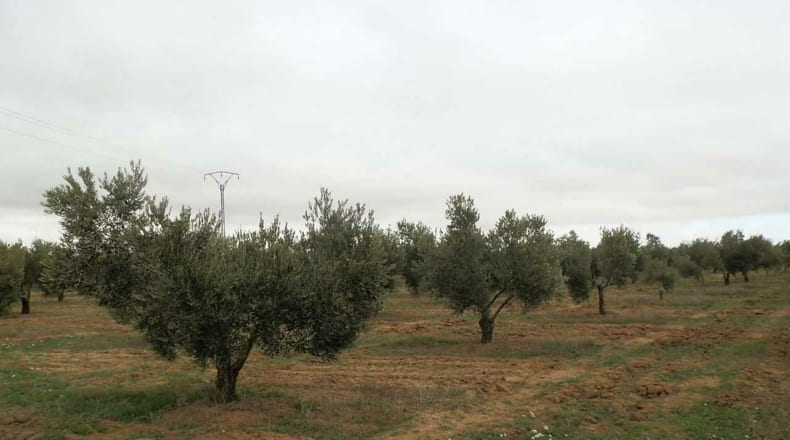 Ciudad Real - Campo de Criptana - 400000m2