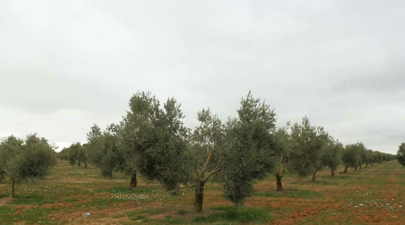 Ciudad Real - Campo de Criptana - 400000m2