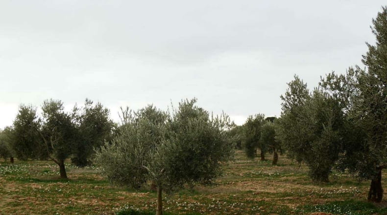 Ciudad Real - Campo de Criptana - 400000m2