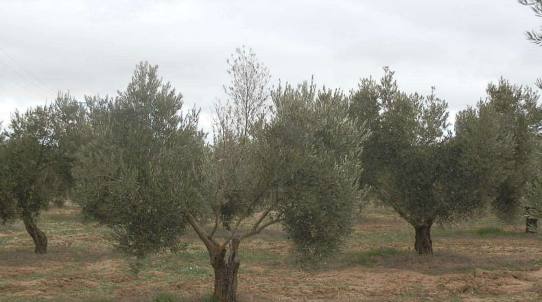 Ciudad Real - Campo de Criptana - 400000m2
