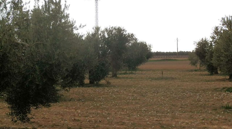Ciudad Real - Campo de Criptana - 400000m2