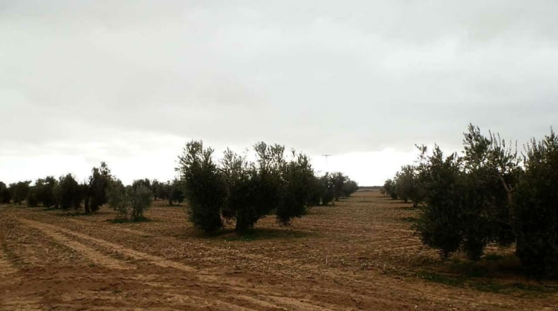 Ciudad Real - Campo de Criptana - 400000m2