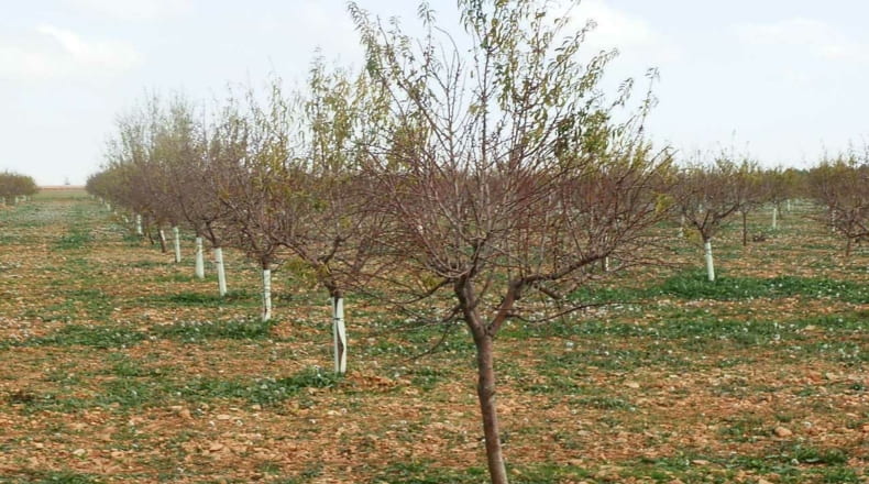Ciudad Real - Tomelloso - 100000m2