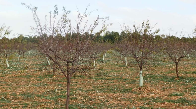 Ciudad Real - Tomelloso - 100000m2