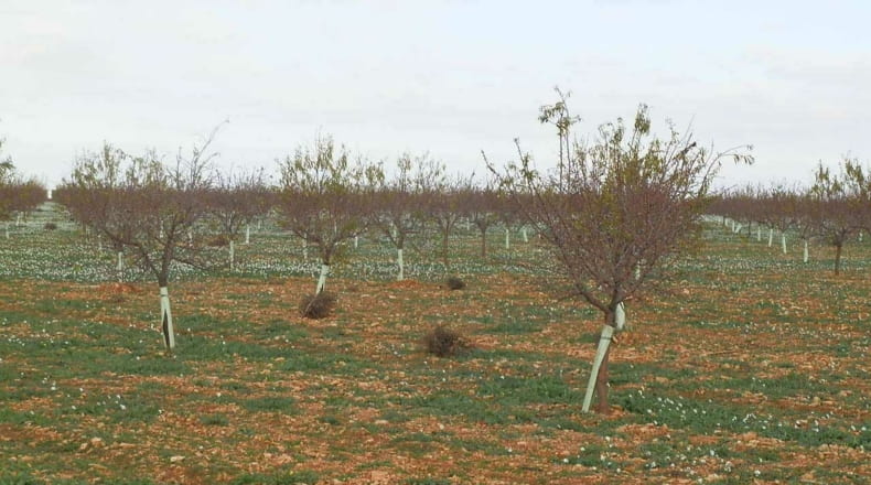 Ciudad Real - Tomelloso - 100000m2