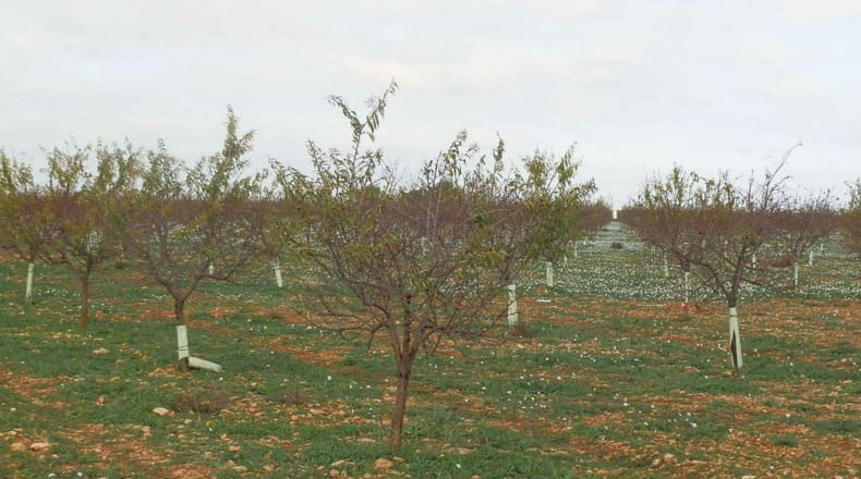 Ciudad Real - Tomelloso - 100000m2