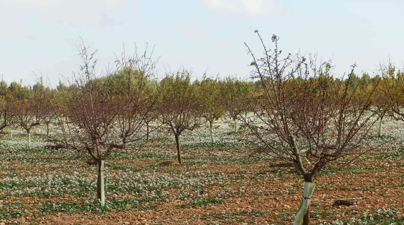 Ciudad Real - Tomelloso - 100000m2