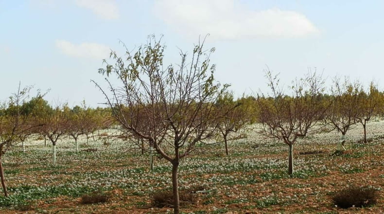 Ciudad Real - Tomelloso - 100000m2