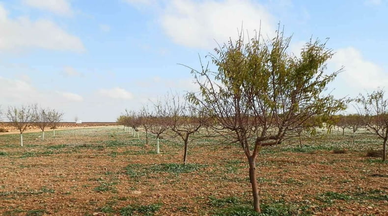 Ciudad Real - Tomelloso - 100000m2