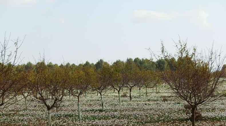 Ciudad Real - Tomelloso - 100000m2