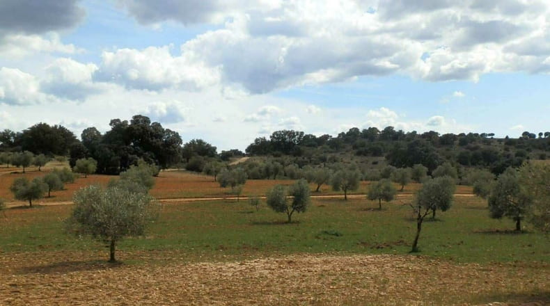 Albacete - Balazote - 4750000m2