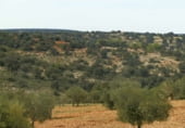 Finca rústica en venda a la Balazote, ref.: TR7653 foto