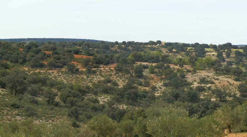 Albacete - Balazote - 4750000m2