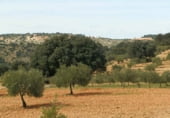 Finca rústica en venda a la Balazote, ref.: TR7653 foto