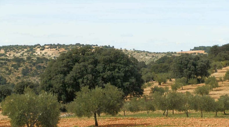 Albacete - Balazote - 4750000m2