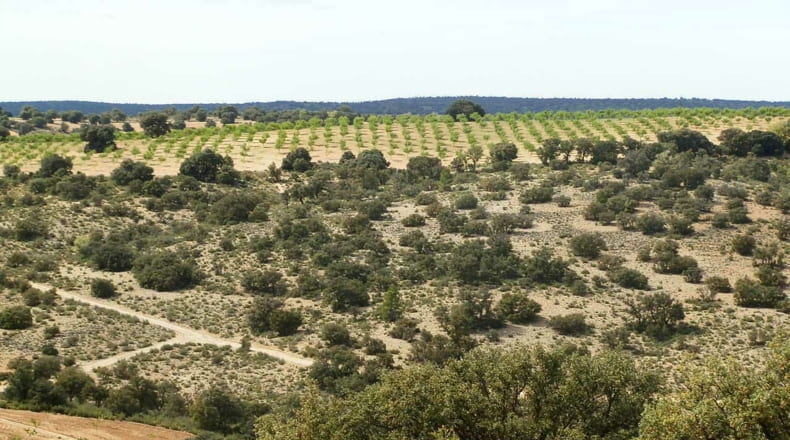 Albacete - Balazote - 4750000m2