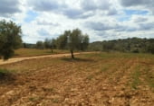 Finca rústica en venda a la Balazote, ref.: TR7653 foto