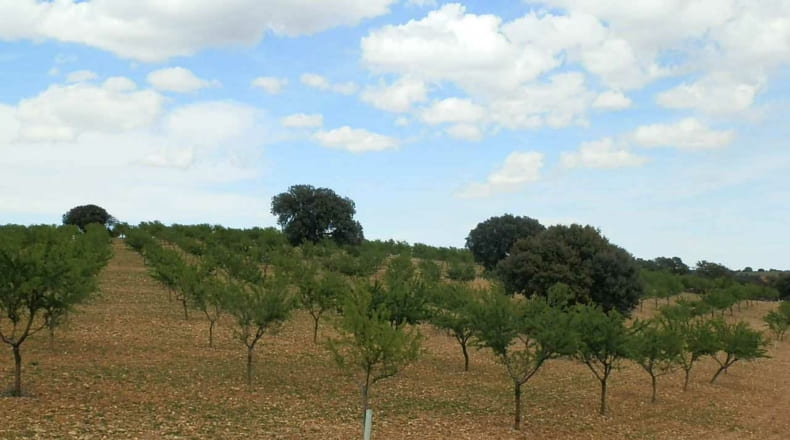 Albacete - Balazote - 4750000m2