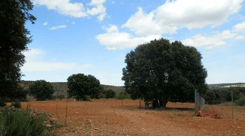 Albacete - Balazote - 4750000m2