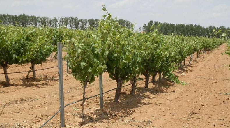 Albacete - Villarrobledo - 460000m2