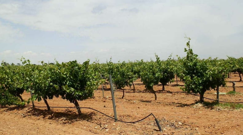 Albacete - Villarrobledo - 460000m2