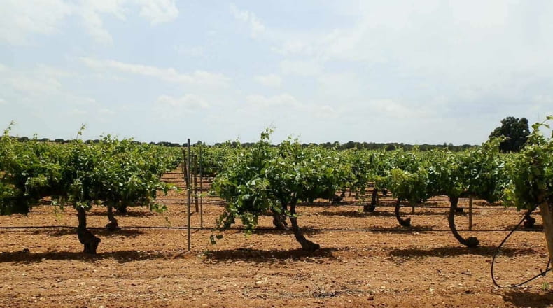 Albacete - Villarrobledo - 460000m2