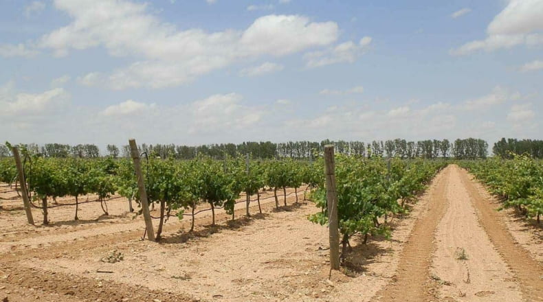 Albacete - Villarrobledo - 460000m2