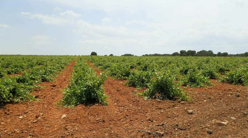 Albacete - Villarrobledo - 460000m2