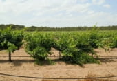 Finca rústica en venda a la Villarrobledo, ref.: TR7648 foto