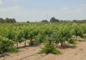 Finca rústica en venda a la Villarrobledo, ref.: TR7648 foto