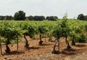 Finca rústica en venda a la Villarrobledo, ref.: TR7648 foto