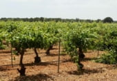 Finca rústica en venda a la Villarrobledo, ref.: TR7648 foto