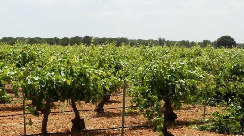 Albacete - Villarrobledo - 718500m2