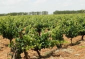 Finca rústica en venda a la Villarrobledo, ref.: TR7648 foto