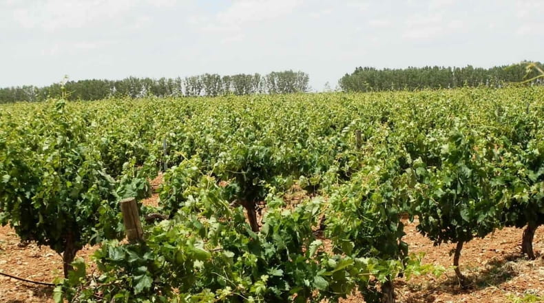 Albacete - Villarrobledo - 718500m2