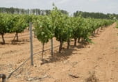 Finca rústica en venda a la Villarrobledo, ref.: TR7648 foto