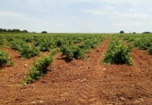 Finca rústica en venda a la Villarrobledo, ref.: TR7648 foto